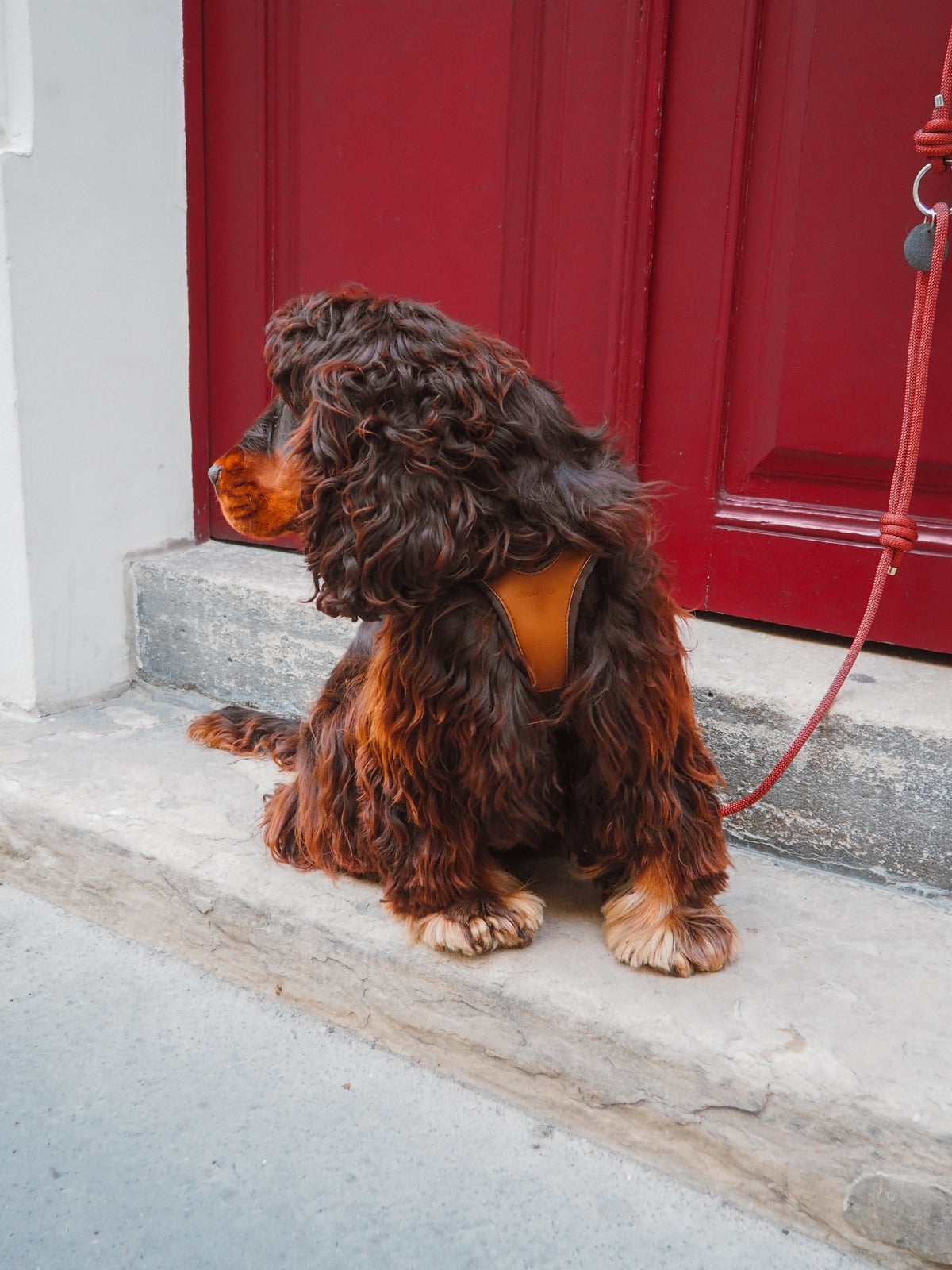Harnais chien ergonomique végan Nino – photo 3