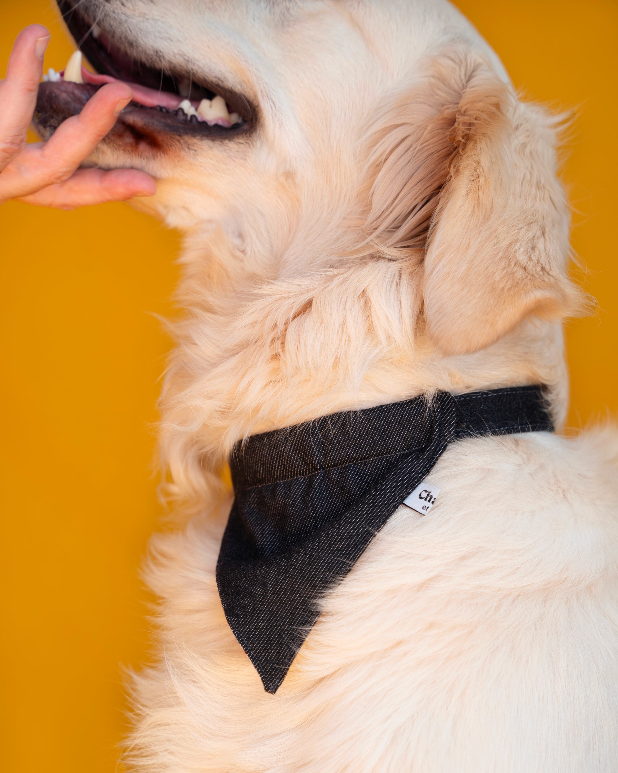Bandana réversible pour chien en jean de luxe et motif à rayures, se glisse dans le collier, porté par un golden, style décontracté et élégant pour toutes occasions