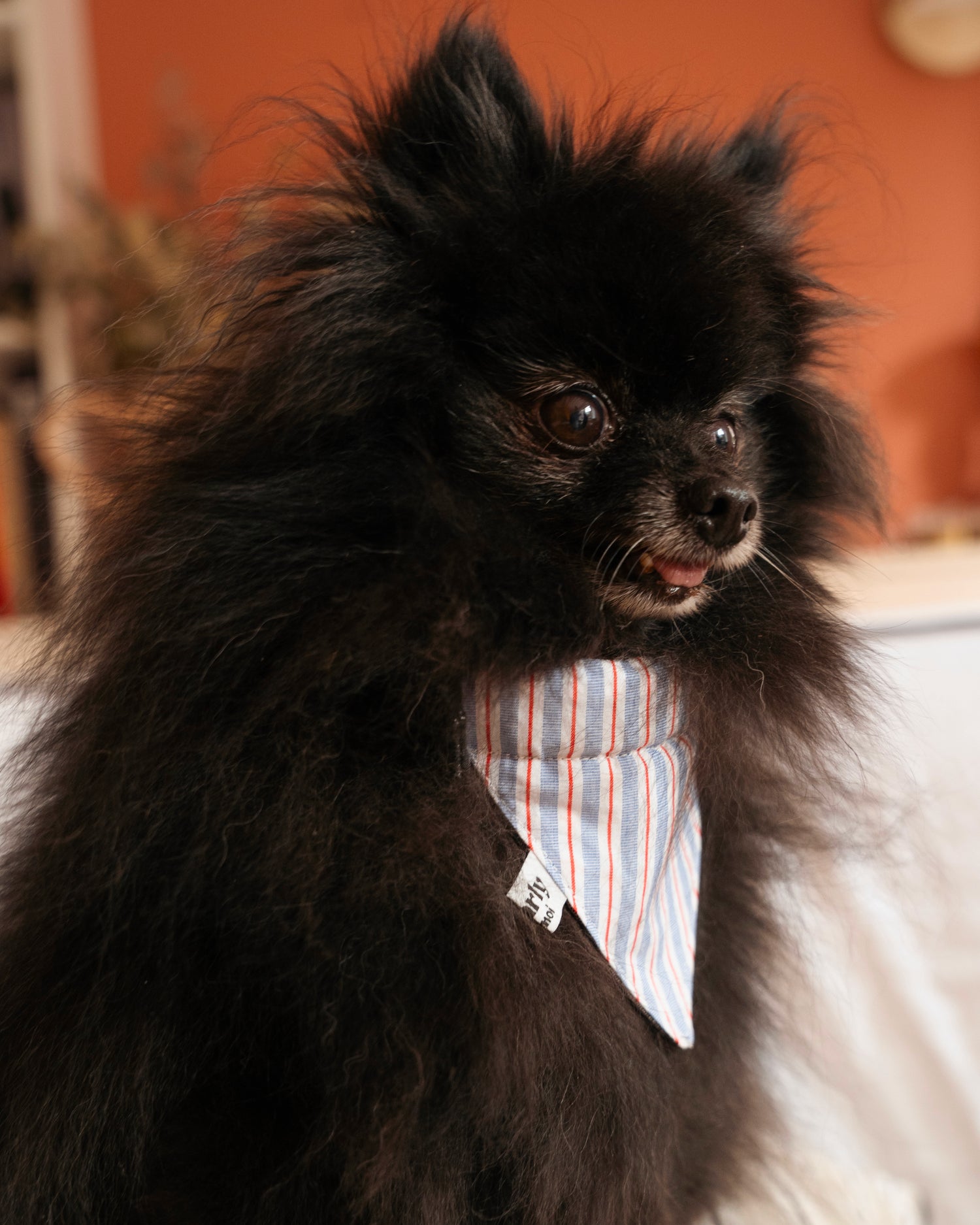 Bandana réversible pour chien en jean de luxe et motif à rayures, se glisse dans le collier, porté par un spitz, style décontracté et élégant pour toutes occasions