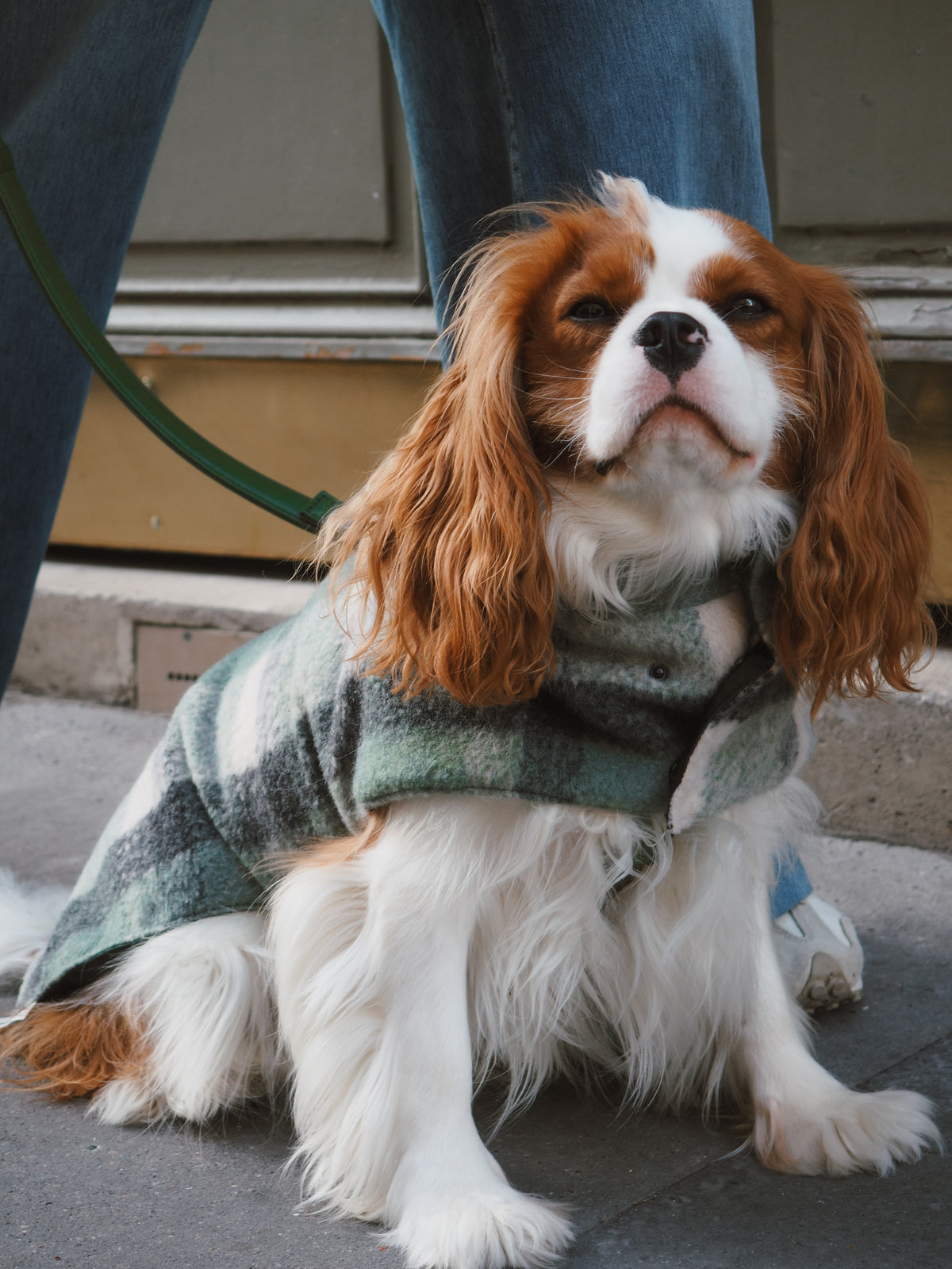 Manteau chien réversible tartan vert Sully – photo 1
