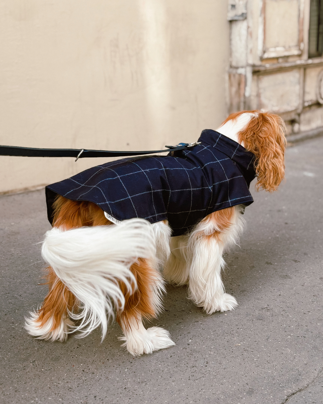 Manteau Léonard pour chien, porté, vue de dos