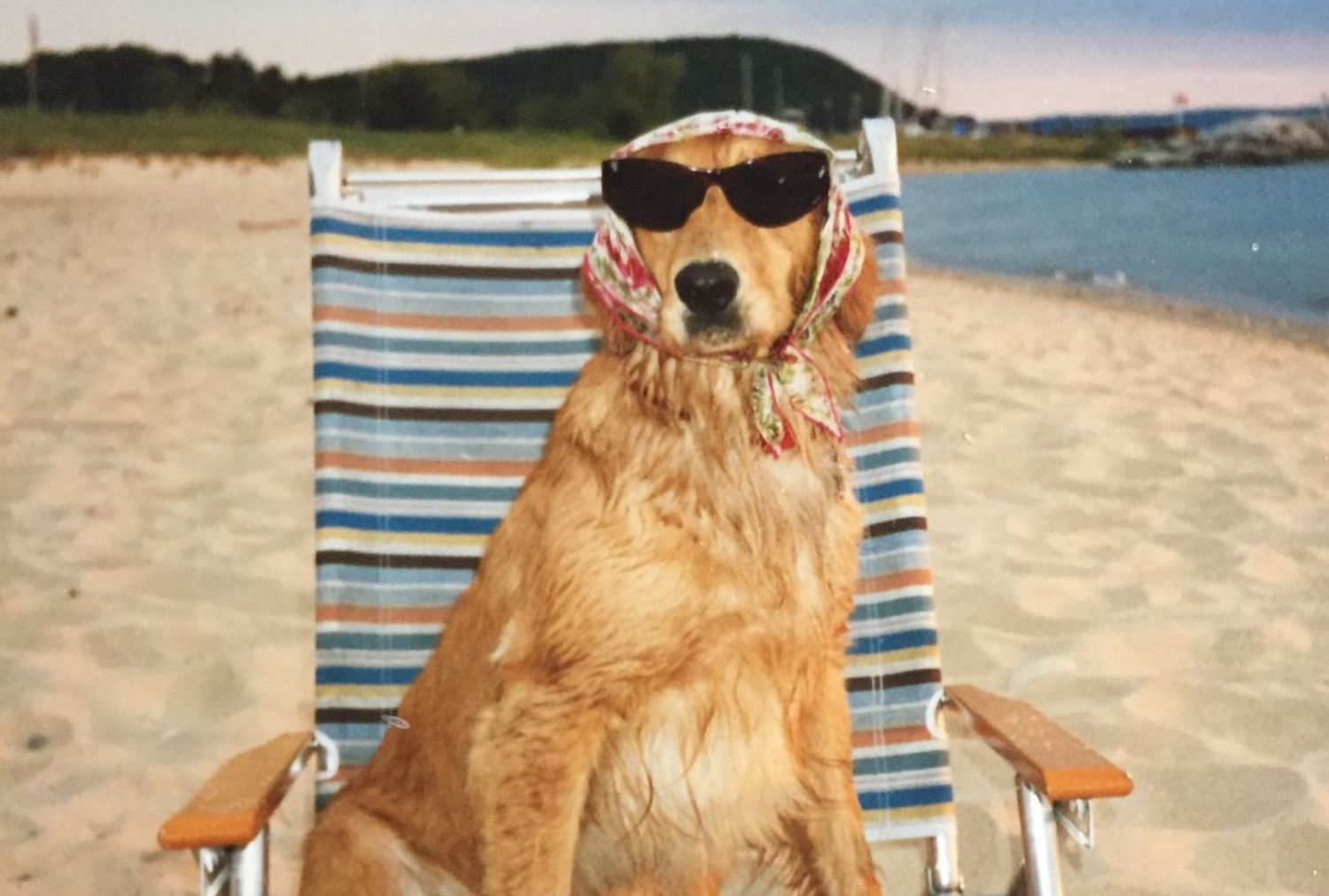 6 activités à faire avec son chien l’été