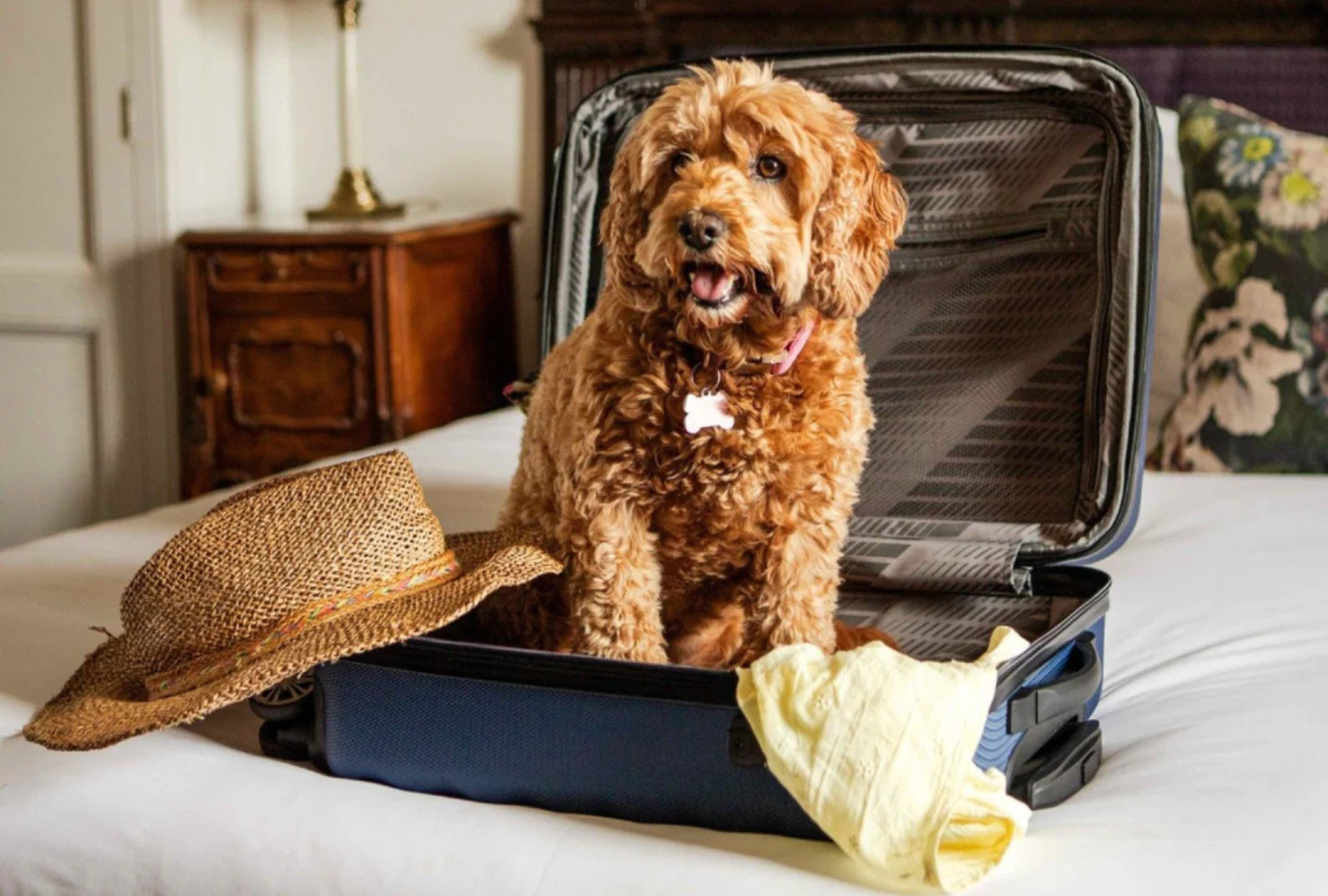 Checklist vacances avec son chien : les indispensables à mettre dans sa valise