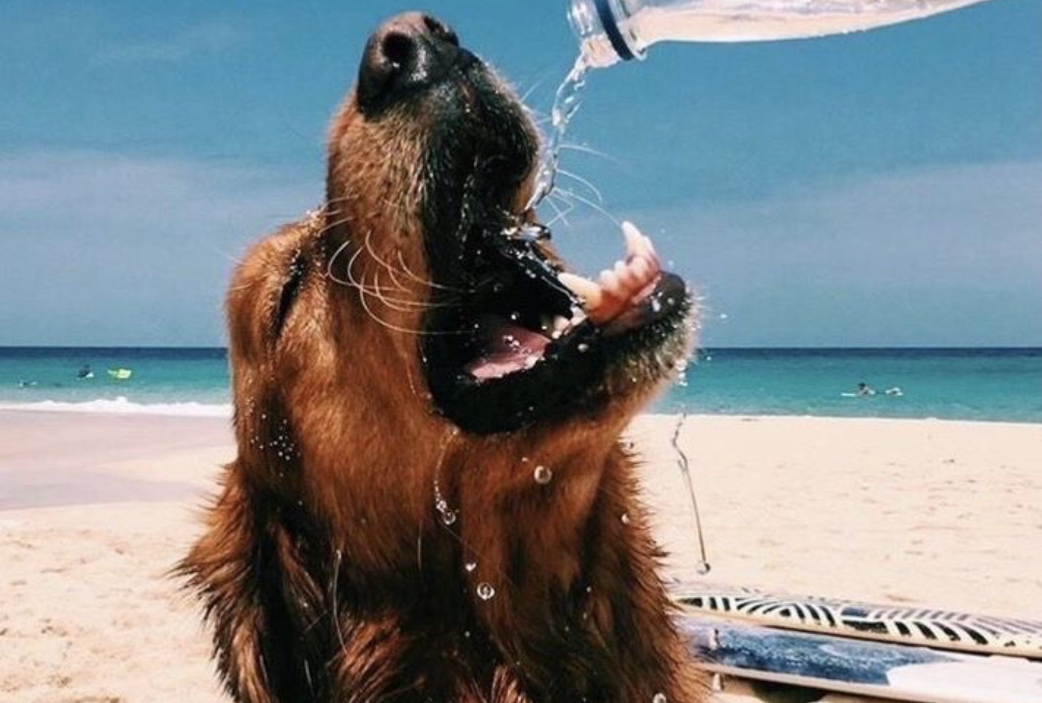Comment bien vivre la canicule avec son chien ?