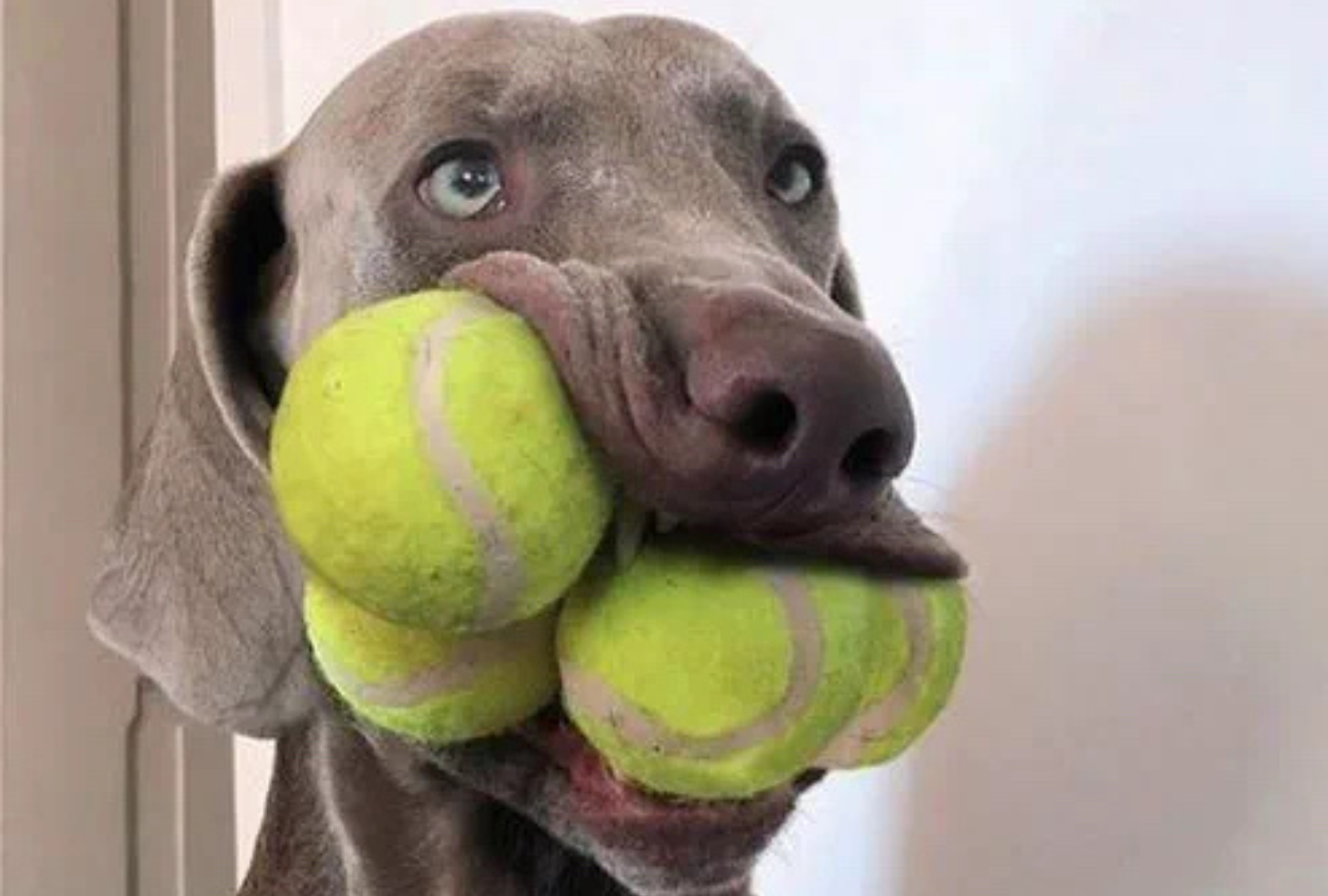 Comment entretenir ses accessoires pour chien Charly&Moi après l’été ?