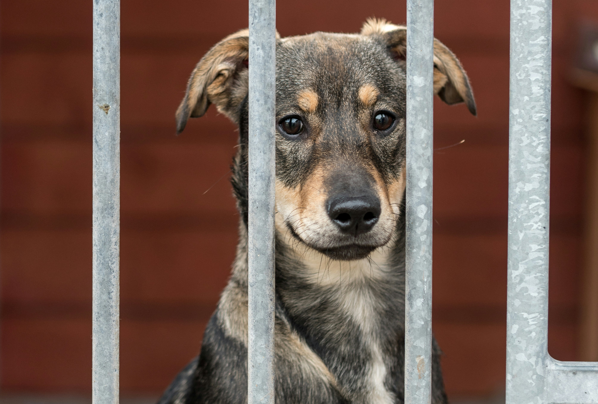 Journée mondiale contre l'abandon des animaux de compagnie