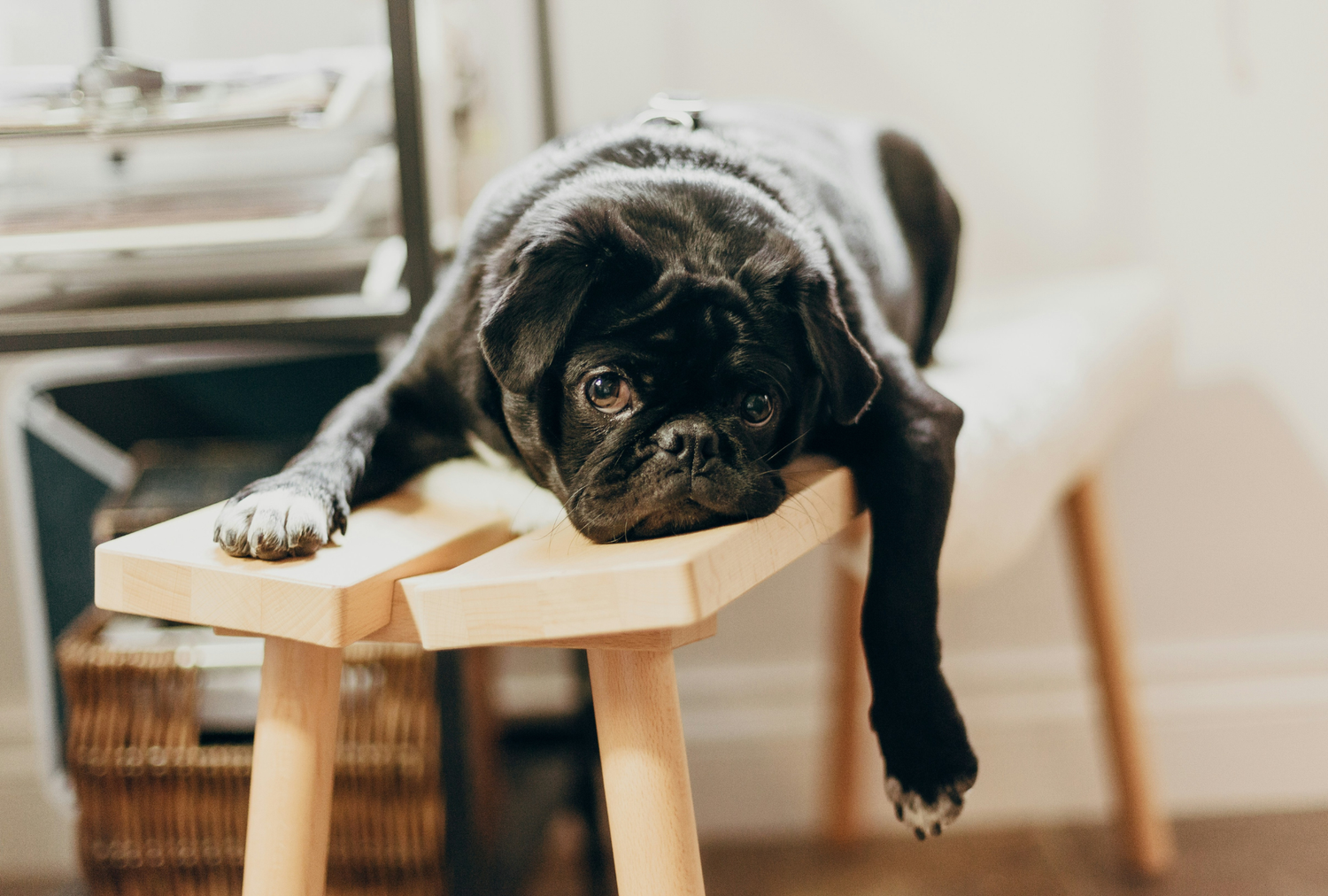 Journée mondiale du don de sang : et si votre chien ou votre chat pouvait aussi sauver une vie ?