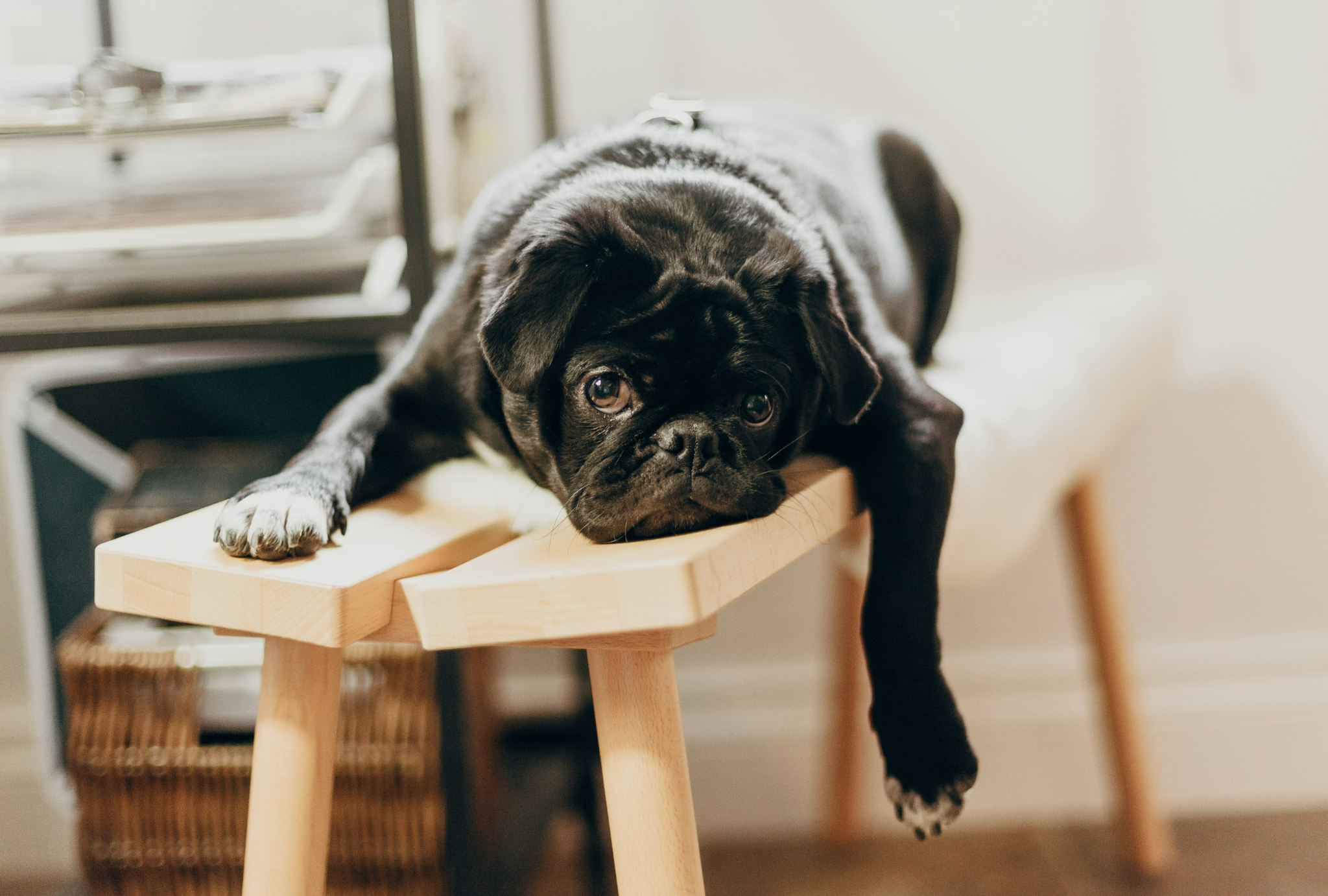 Journée mondiale du don de sang : et si votre chien ou votre chat pouvait aussi sauver une vie ?