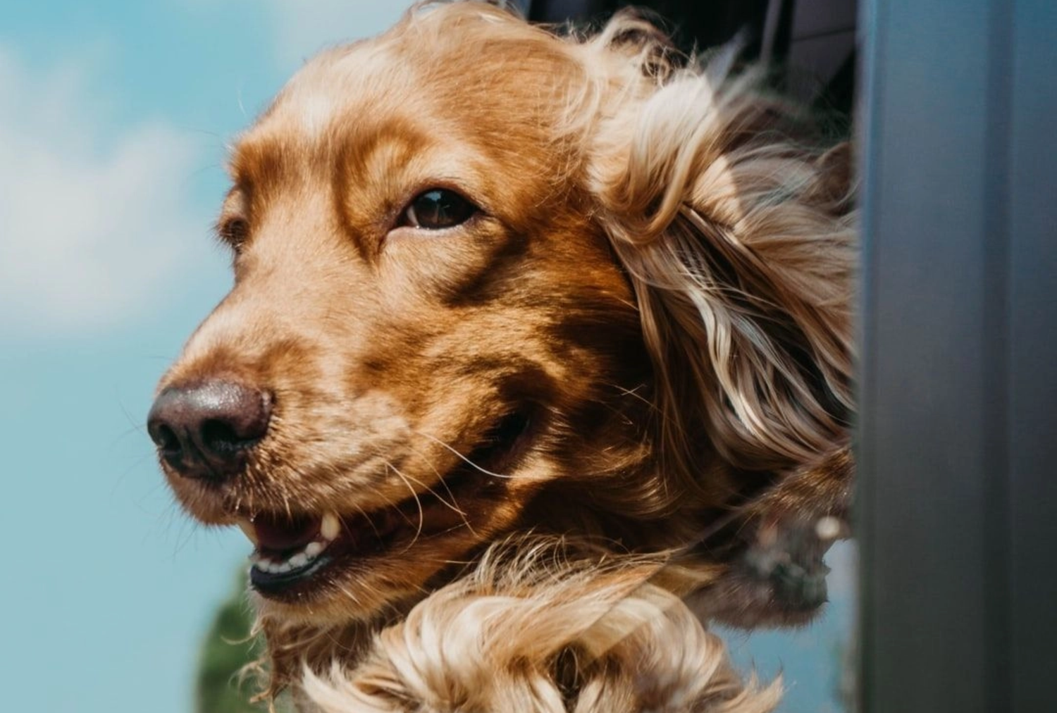 Voyager avec son chien l'été : le guide complet pour partir en vacances sereinement