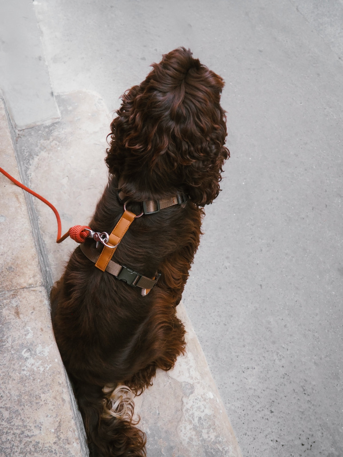 Gros plan sur un harnais pour chien Charly&Moi porté en promenade