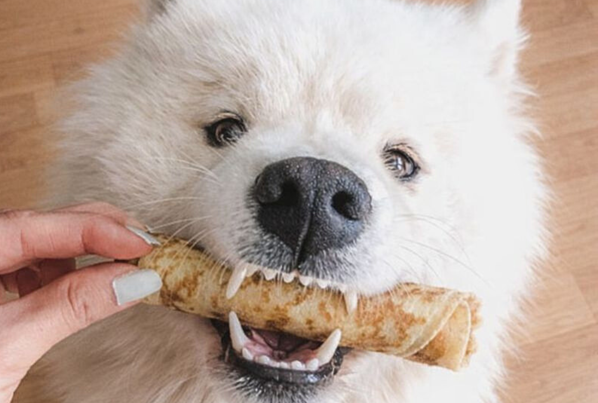 Chandeleur : une recette de crêpes pour chien (saine et gourmande) + nos meilleurs toppings dog-friendly