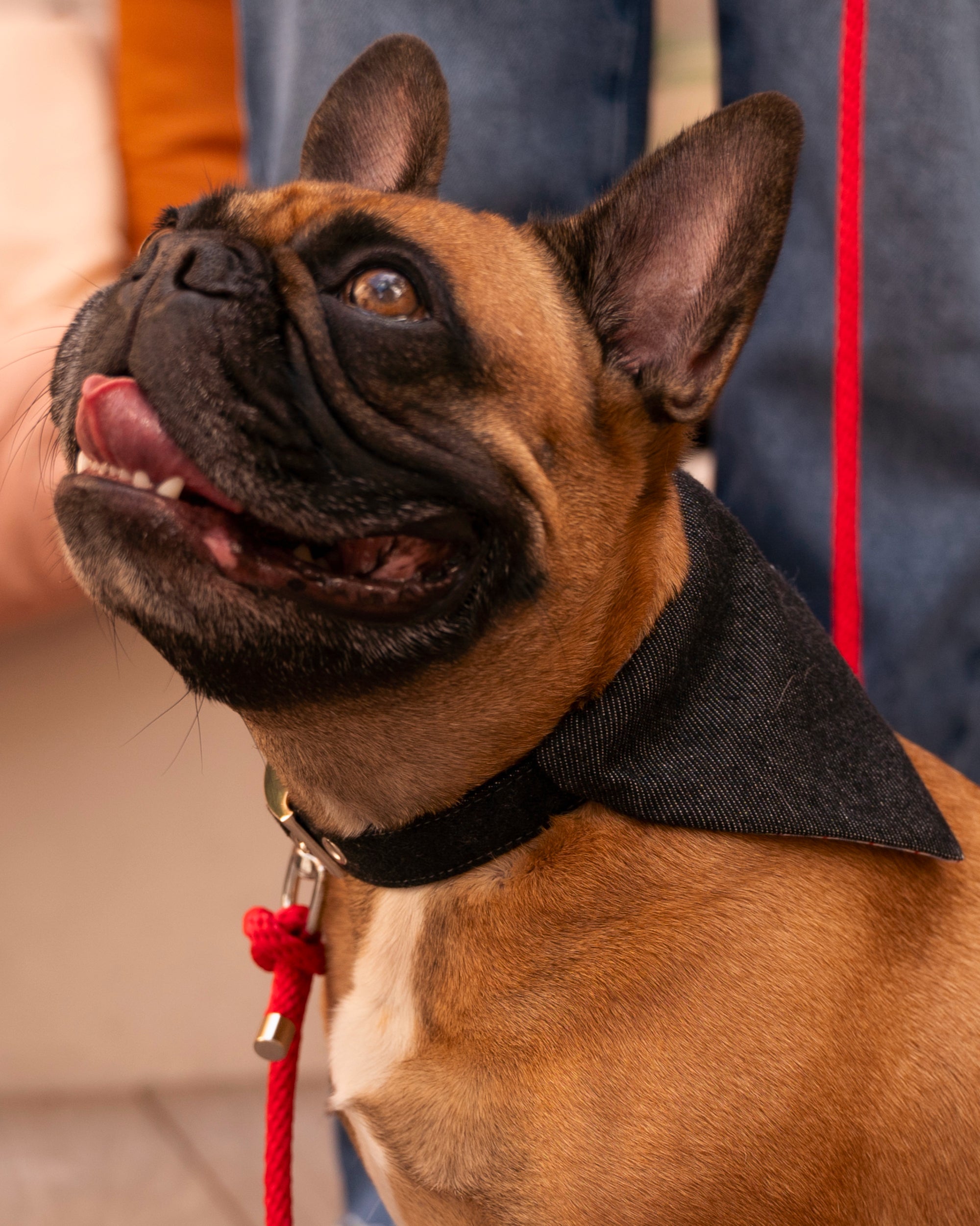 Collier pour chien en jean renforcé de sangle en nylon, fabriqué en France avec stocks de marque de luxe, porté avec bandana par bouledogue, style décontracté et durable