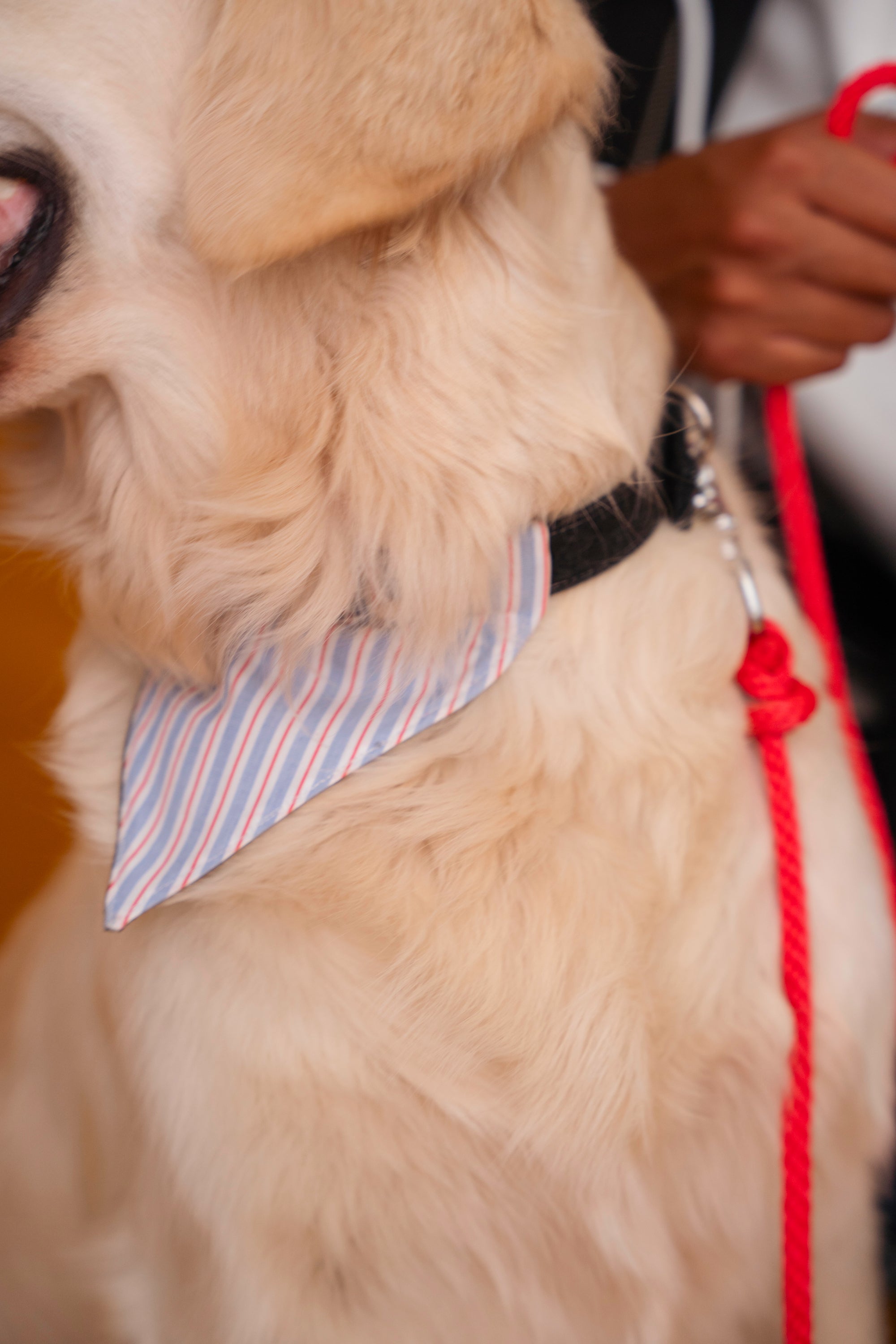 Collier pour chien en jean renforcé de sangle en nylon, fabriqué en France avec stocks de marque de luxe, porté par un golden avec bandana, style décontracté et durable