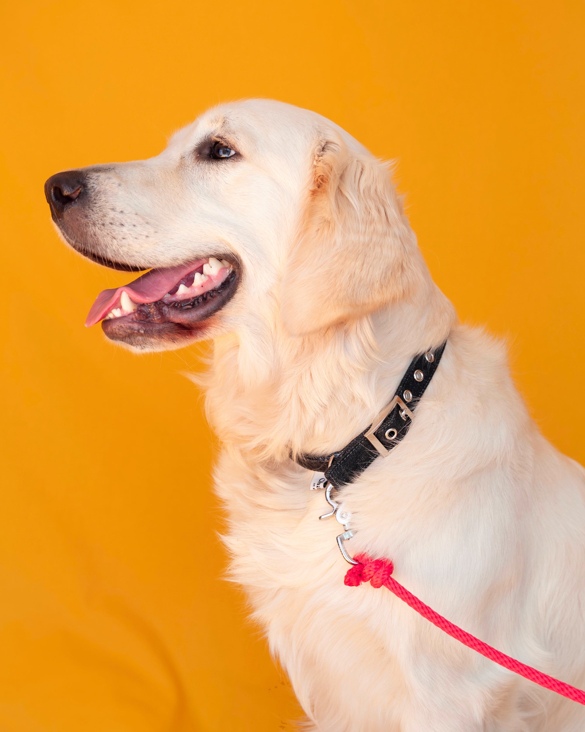 Collier pour chien en jean renforcé de sangle en nylon, fabriqué en France avec stocks de marque de luxe, porté par un golden, style décontracté et durable