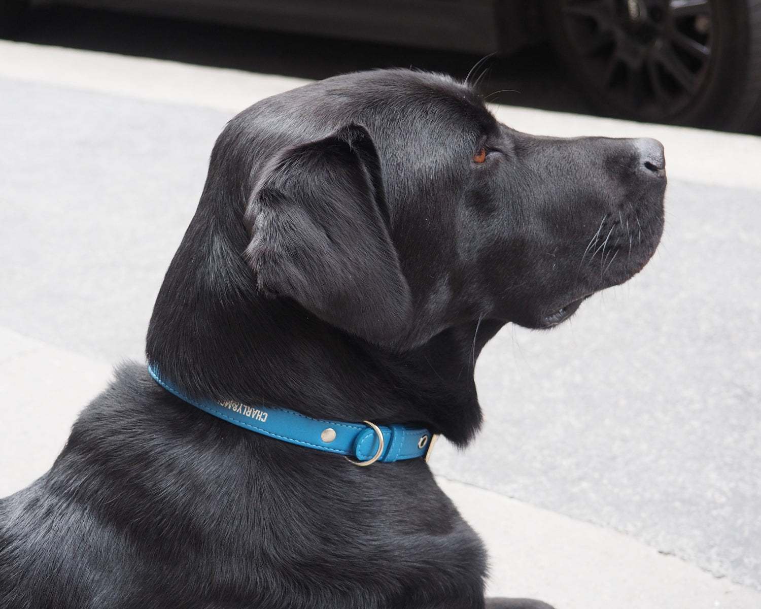 Collier personnalisable pour chien en cuir vegan de pommes, bleu, élégant, durable, cruelty-free et respectueux de l&