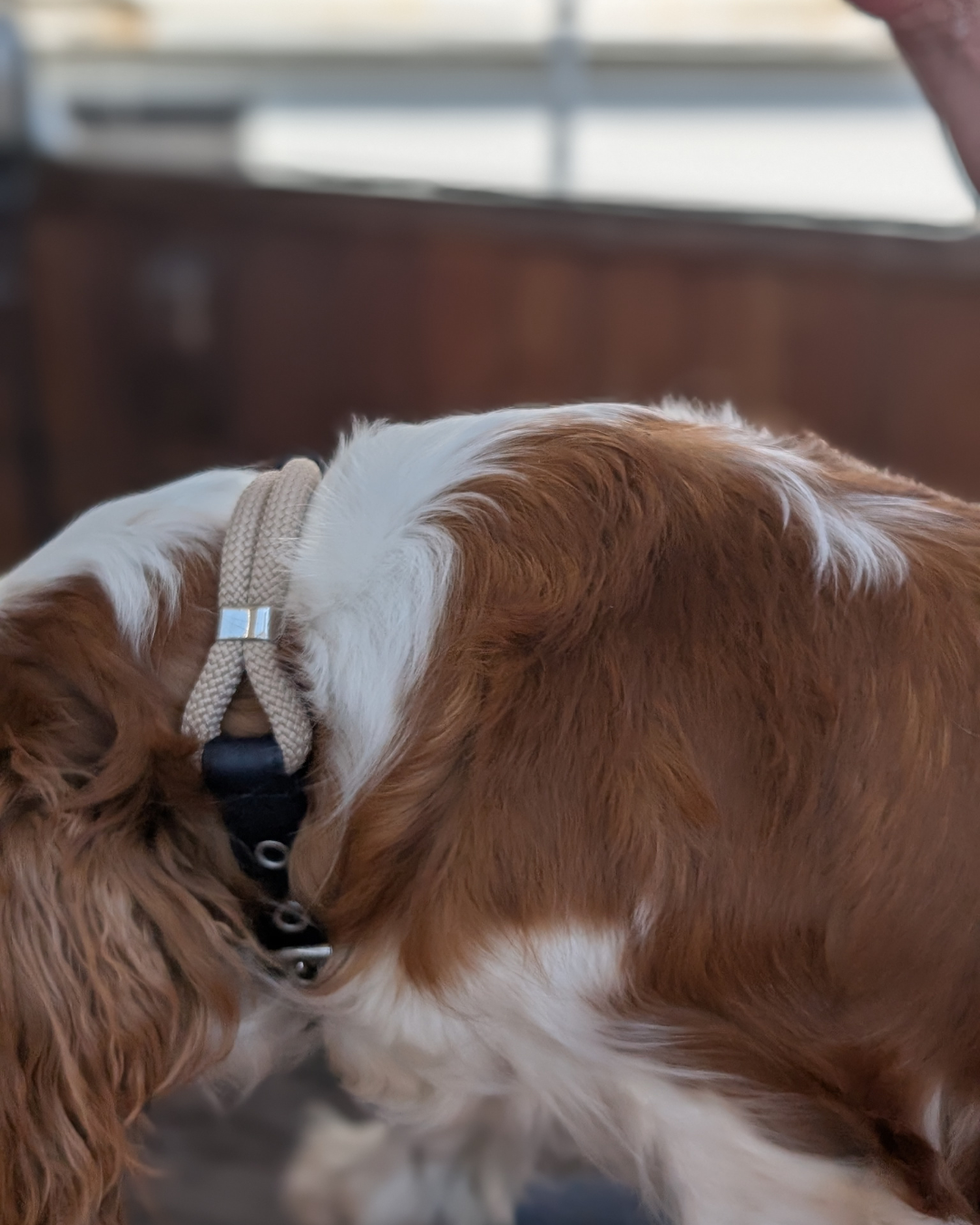 Collier pour chien en cuir* vegan bleu marine et corde tressée beige portée sur un cavalier king charles