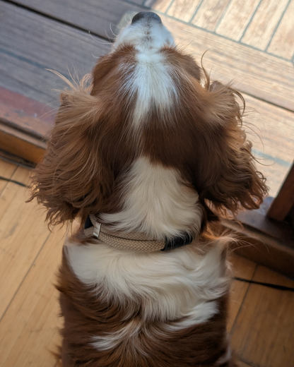 Collier pour chien en cuir* vegan bleu marine et corde tressée beige portée sur un cavalier king charles