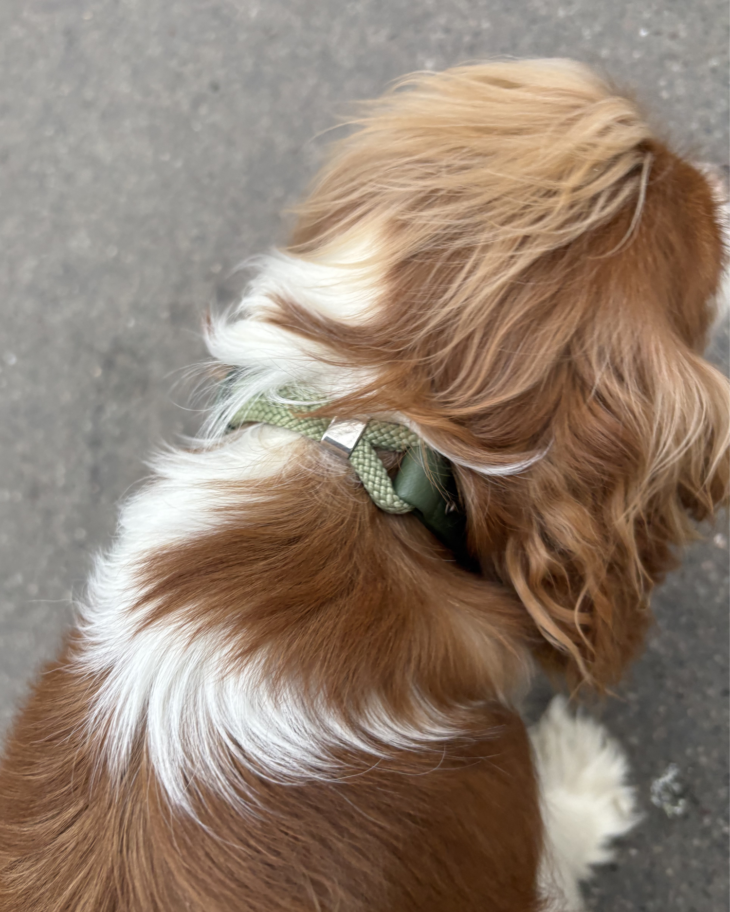 Collier pour chien en cuir* vegan vert sapin et guacamole porté par un cavalier king charles