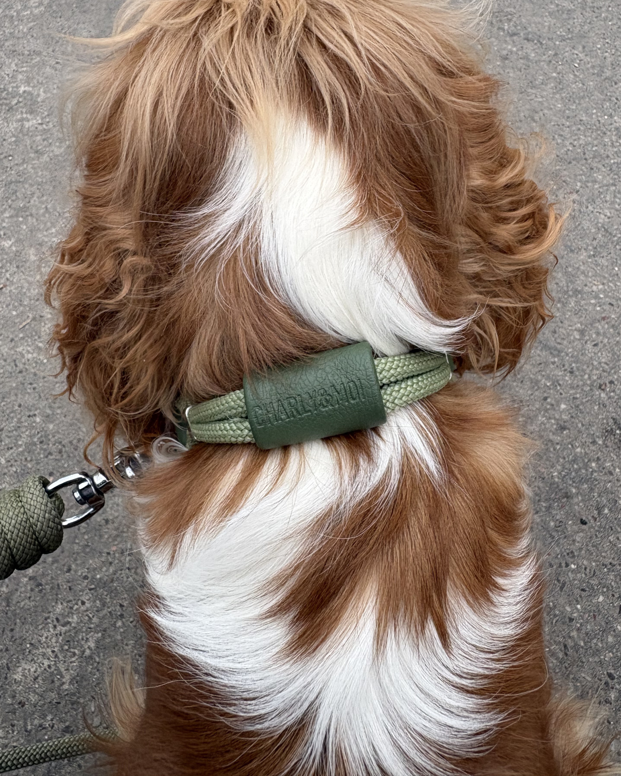 Collier pour chien en cuir* vegan porté par un cavalier king charles