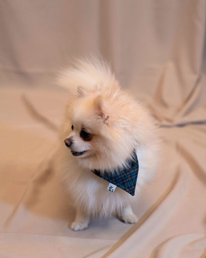 Ensemble pour chien et maitre comprenant un bob, un bandana et un manteau, modèle unique 100% upcyclé, vue bandana spitz