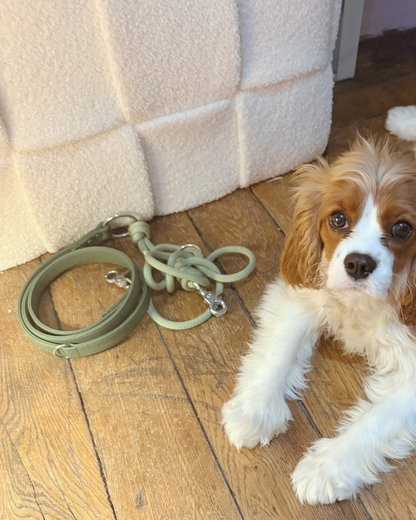 Cavalier king charles avec une laisse en cuir végan couleur guacamole