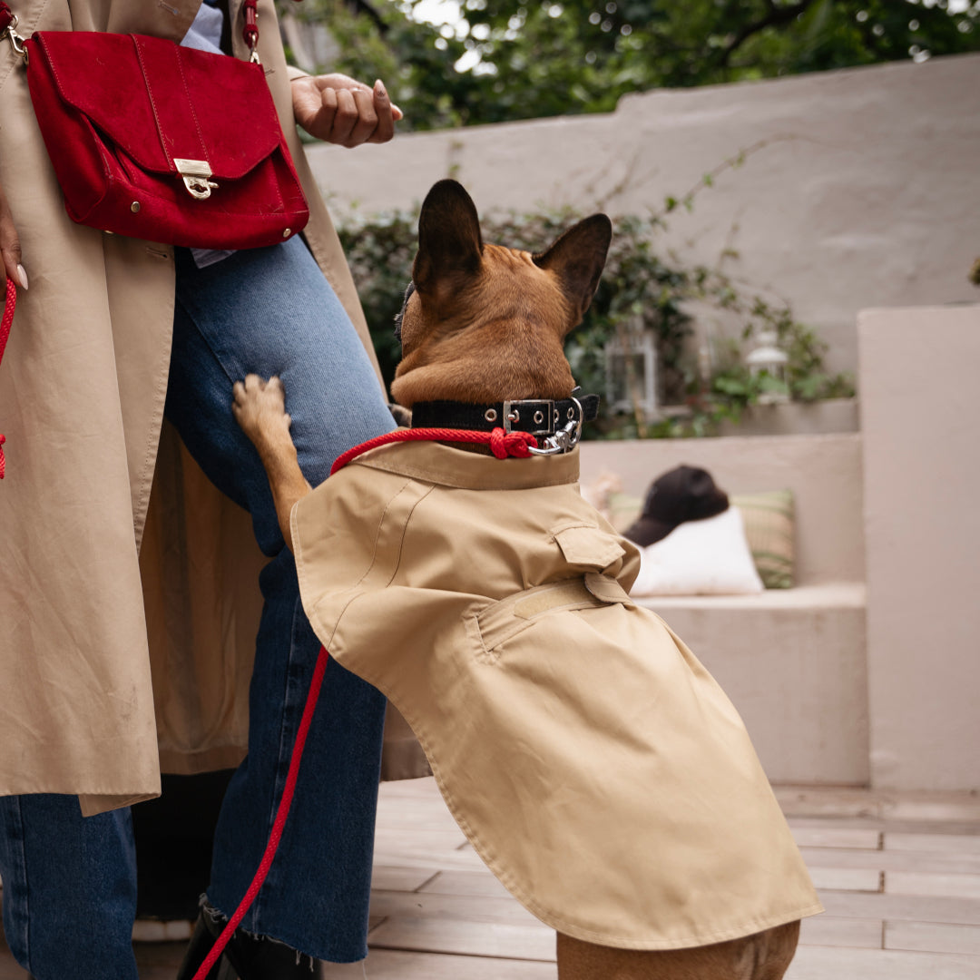 Manteau imperméable pour chien style trench en gabardine, fabriqué en France, intérieur au choix en coton ou polaire, vue bouledogue