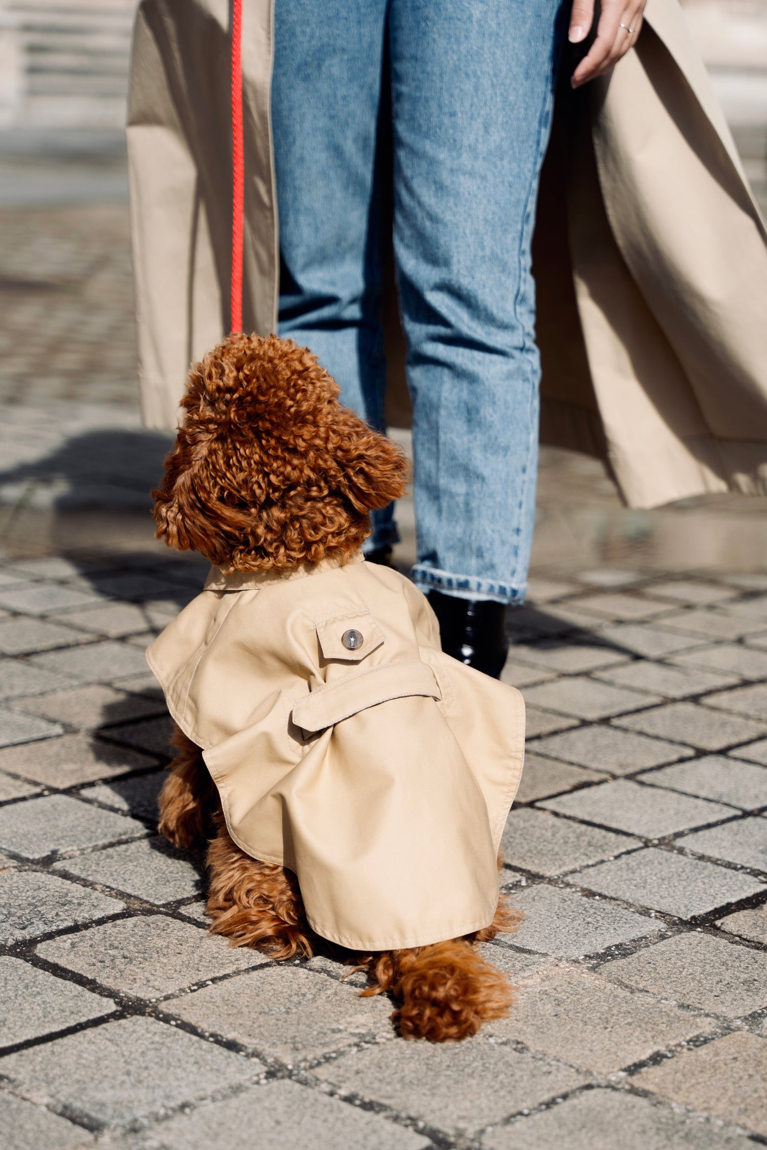 Manteau imperméable pour chien style trench en gabardine, fabriqué en France, intérieur au choix en coton ou polaire, vue petit chien