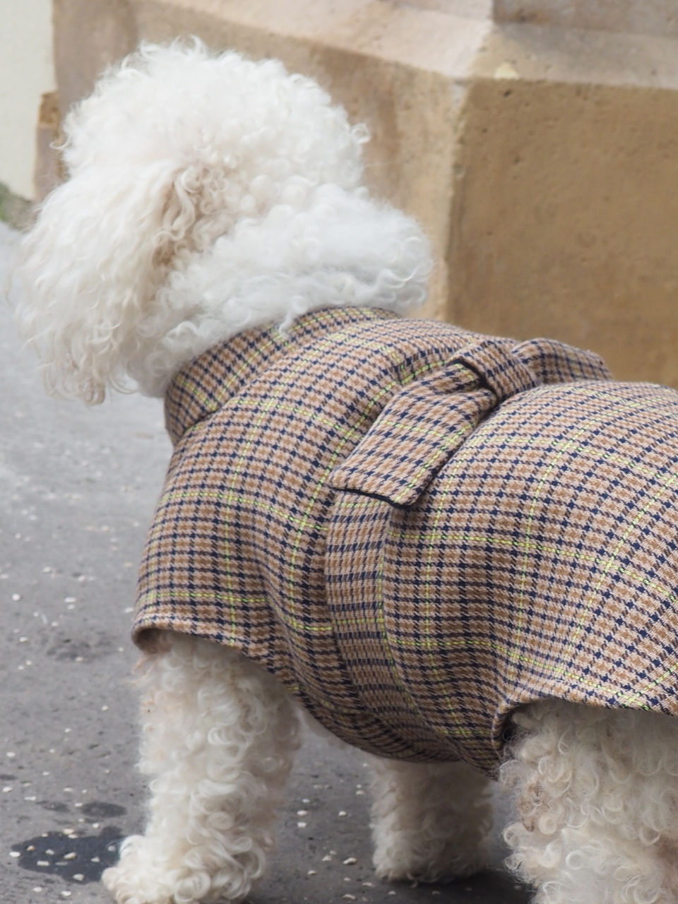 Manteau pour chien en laine à carreaux tartan avec ceinture fabriqué en France, tissus éco-responsables porté par un bichon 