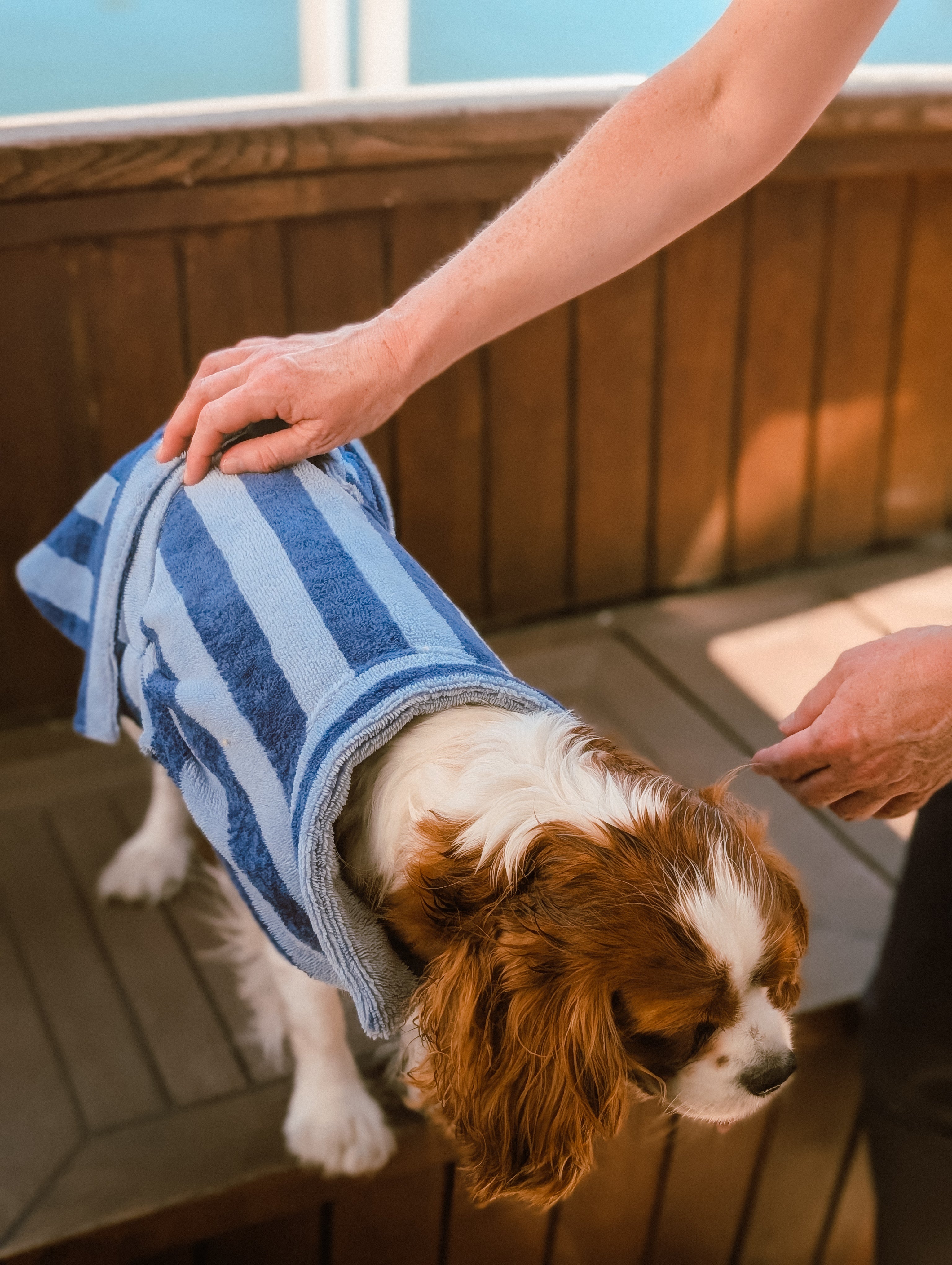 The dog bathrobe