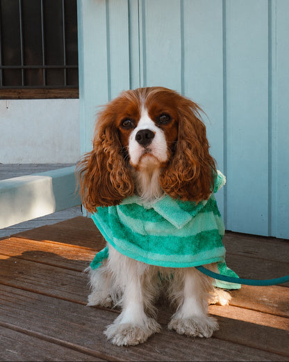 The dog bathrobe
