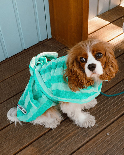 The dog bathrobe