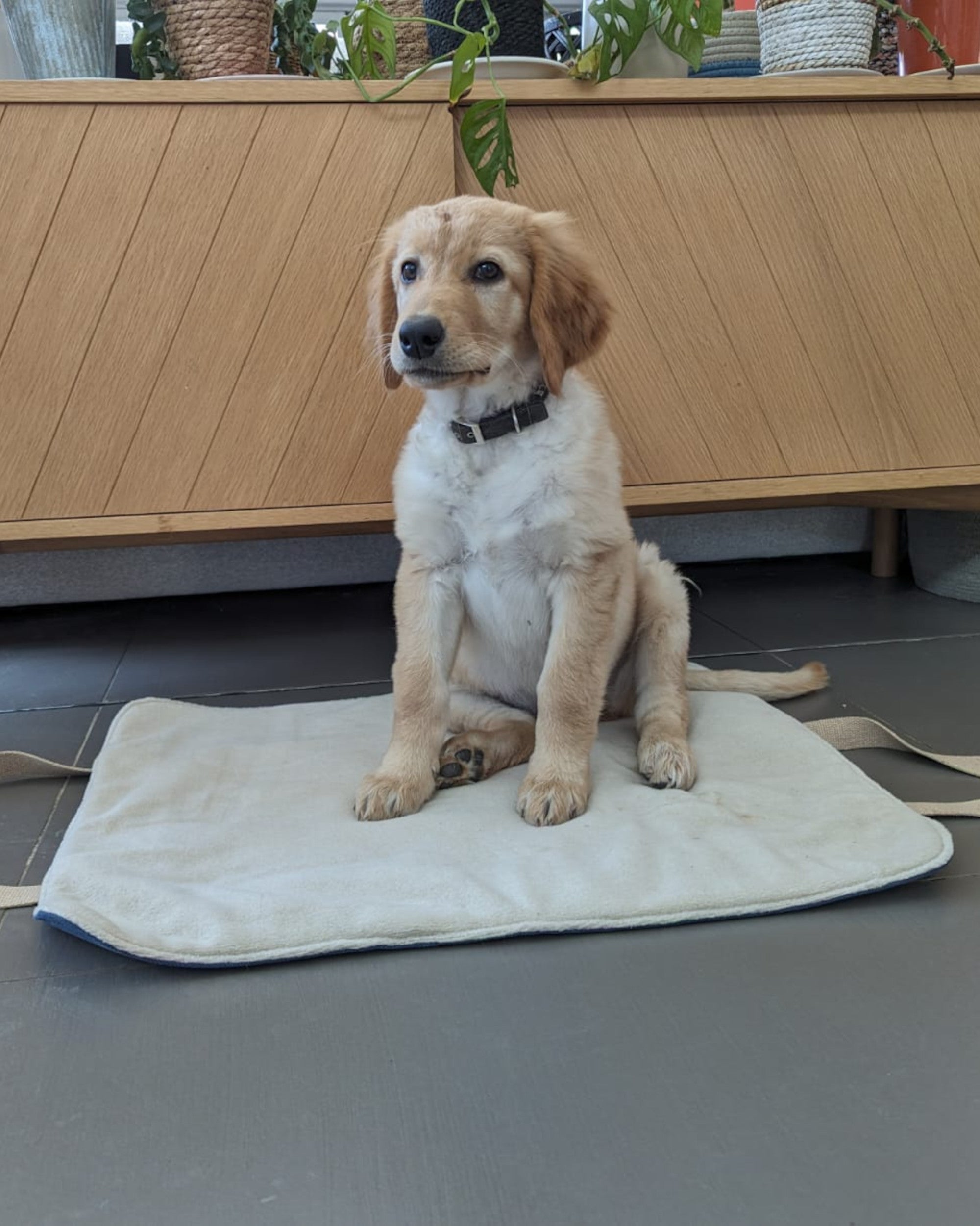 Tapis de voyage pour chien en jean, avec chien, pratique et résistant pour les déplacements.