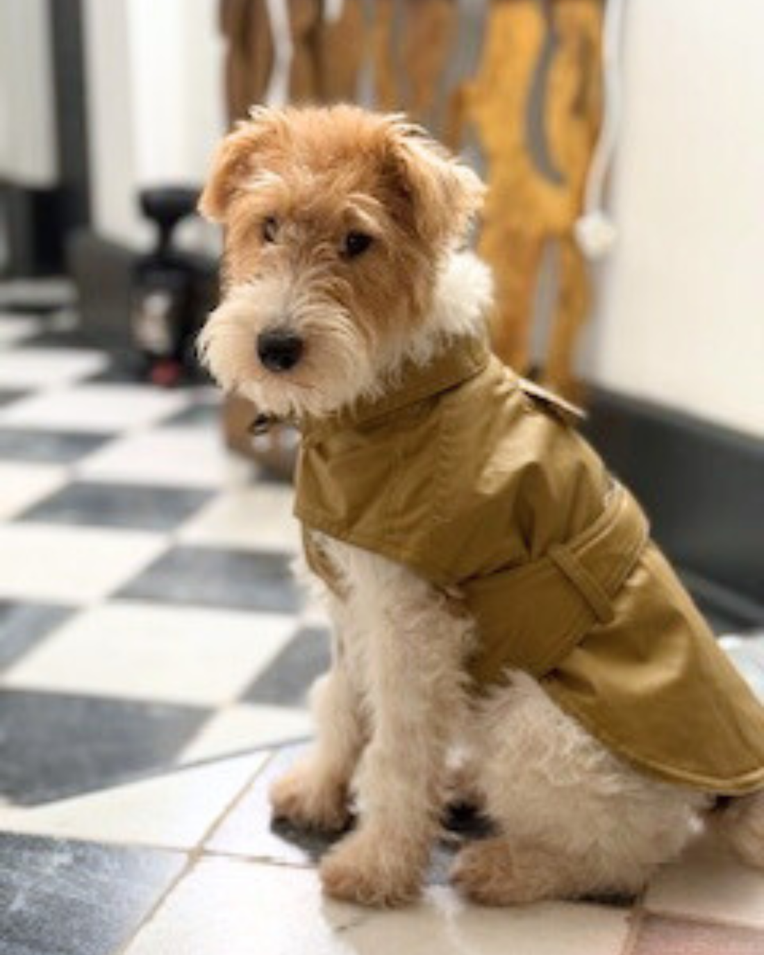 Trench pour chien porté