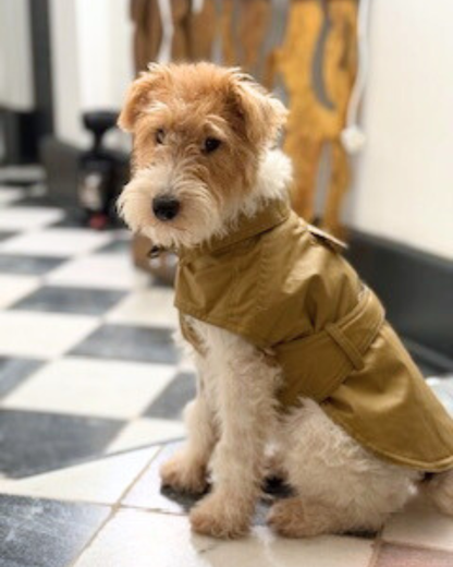 Trench pour chien porté